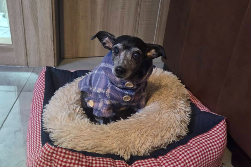 파일명: chorong_senior_dog_petbed_outfit_2026.jpg 
 Alt: 13년 함께한 반려견 초롱이, 체크 강아지 옷 입고 펫베드에 앉아 카메라를 바라보는 모습