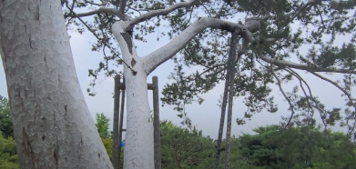 서울 재동 백송