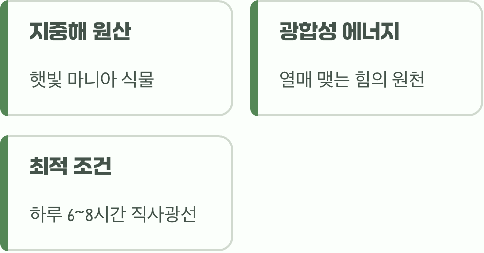 햇빛은 보약&amp;#44; 혹시 그늘에 있나요?