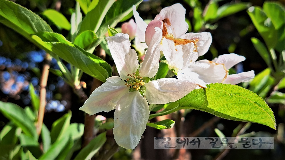 사과 꽃