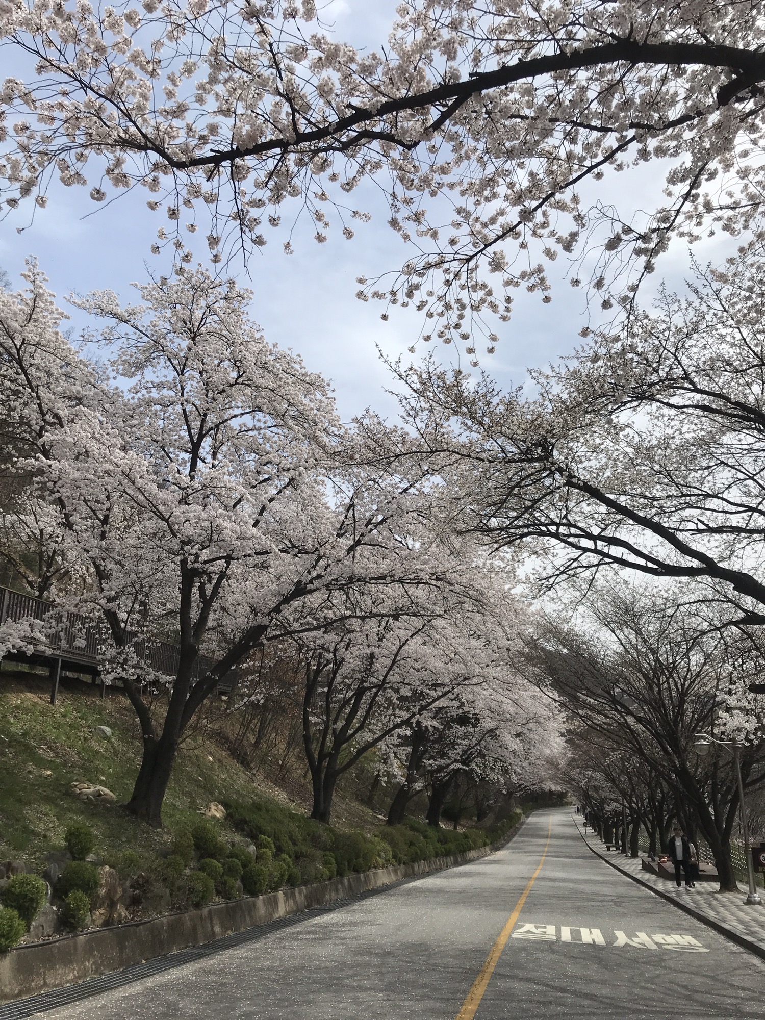 4월에 가볼만한 벚꽃명소 충주땜 벚꽃길