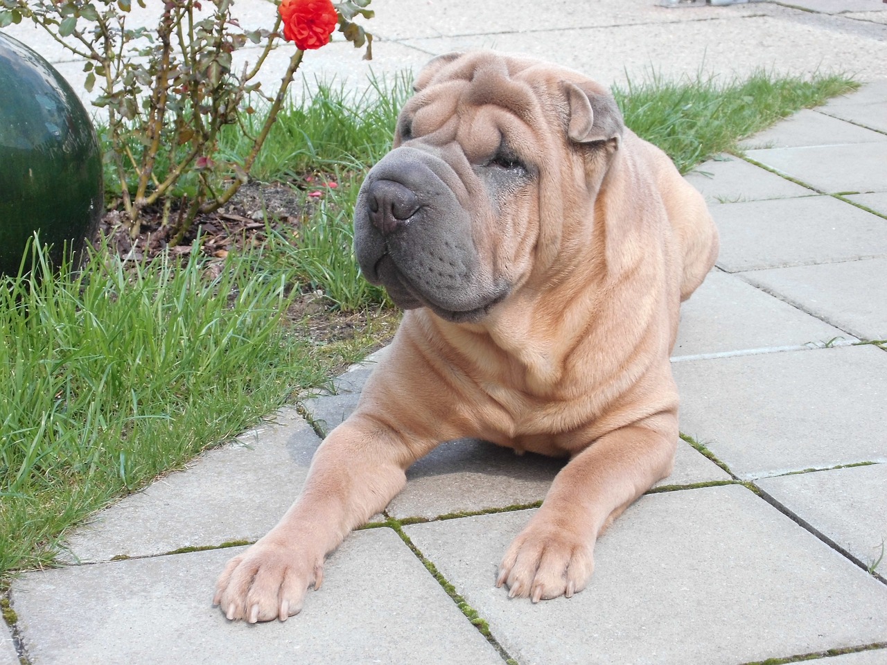 샤페이(Shar-Pei)