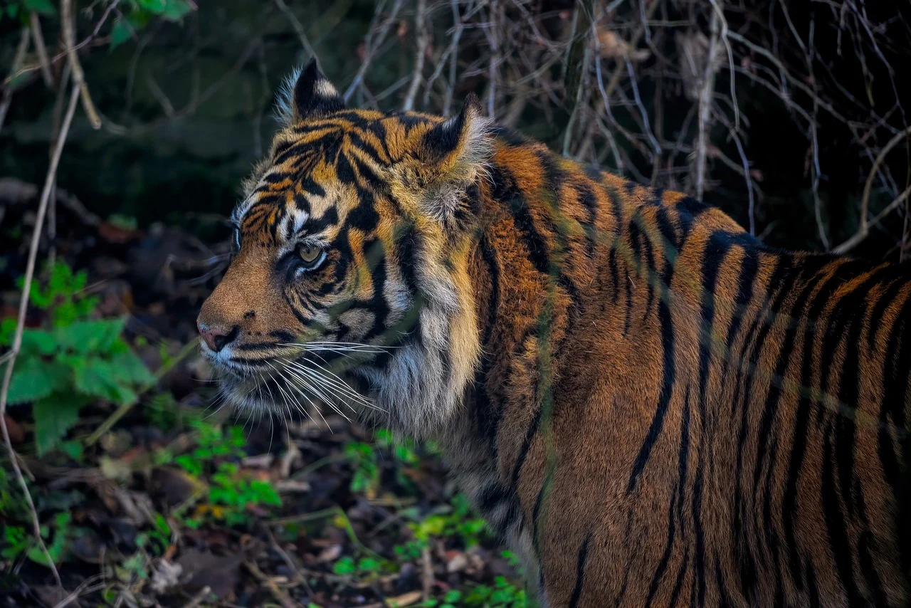 갑인일주(甲寅日柱)의 물상