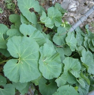 머위 효능과 부작용 고르는법 먹는법 칼로리