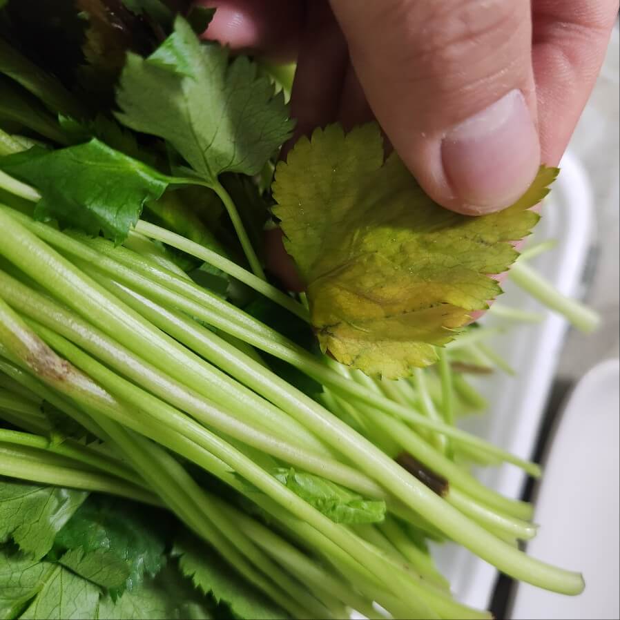 나물 종류 나물 영어로 방풍나물 봄나물 나물반찬 제철나물 숙주나물무침 명이나물 궁채나물 세발나물무침 머위나물 방풍나물 무침 고사리나물볶음 세발나물 봄나물 종류 유채나물 무나물볶음 곤드레나물밥 톳나물무침 원추리나물 무나물 숙주나물 나물 종류50가지 나물반찬 만드는 법 나무를 심은 사람 나물 무침 나물투데이 부지깽이 나물 곤드레 나물