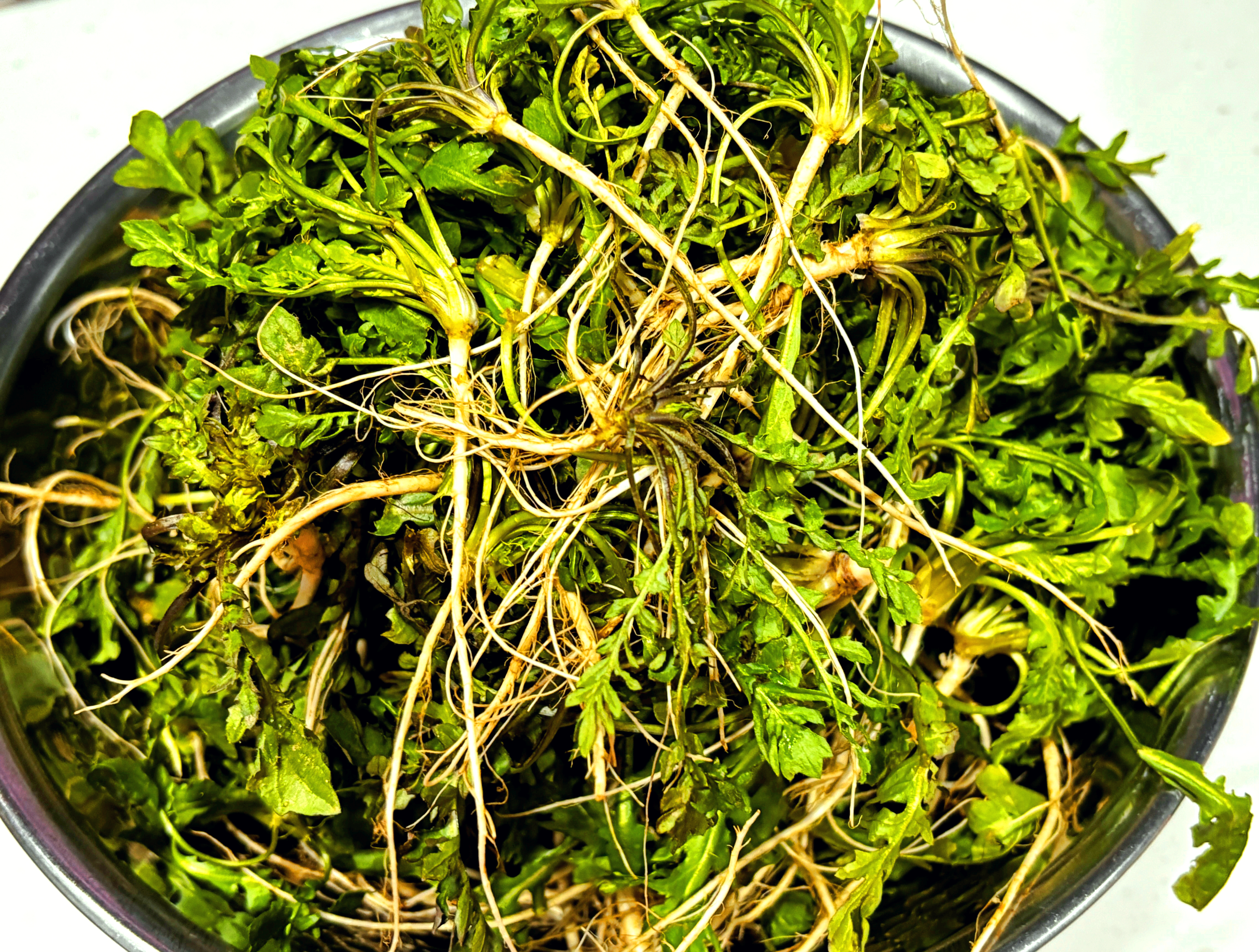 냉이 손질, 냉이 보관법