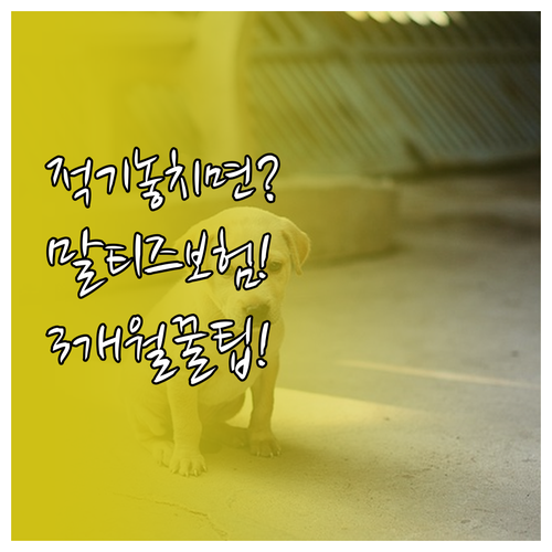 말티즈 새끼 강아지 보험, 생후 3~..