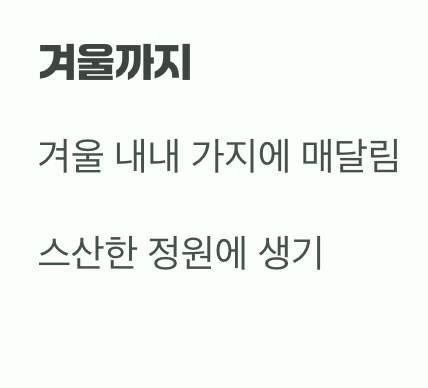 꽃이 진 뒤의 선물&amp;#44; 흑진주