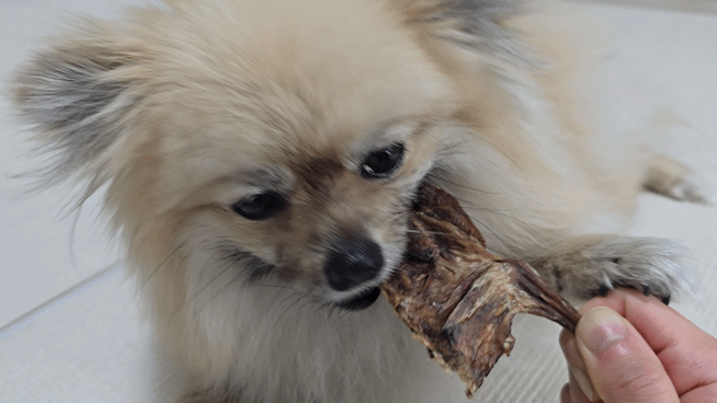 메추리 육포를 먹는 강아지