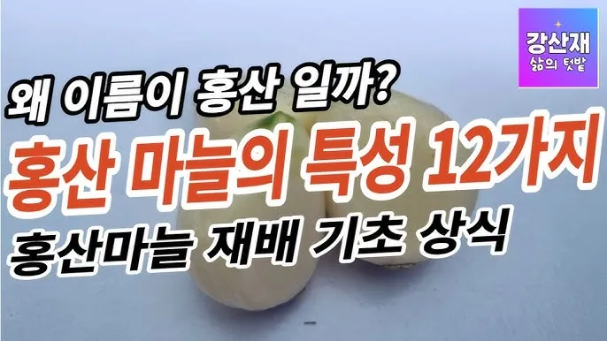쪽마늘 재배 파종 깊이 흑비닐 피복 월동 준비_4