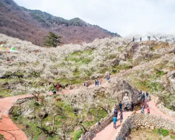 광양 매화축제_8