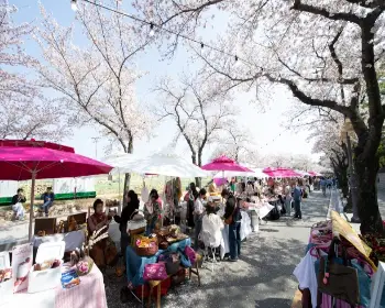 경주벚꽃축제_14