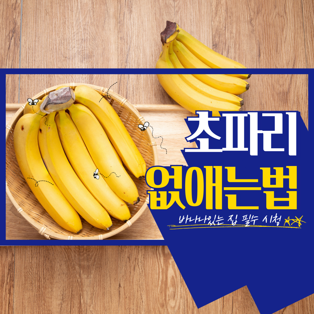 초파리 없애는법