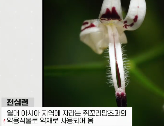 천심련