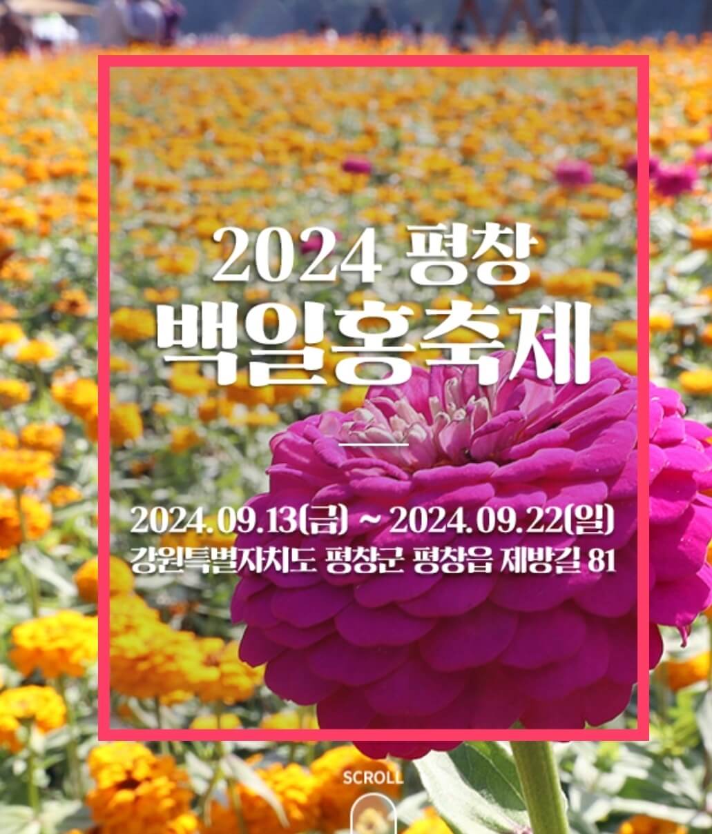 2024 평창 백일홍 축제 기간 입장료 기본정보