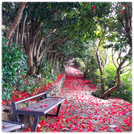 동백꽃 명소 동백나무 숲 명소 TOP 10