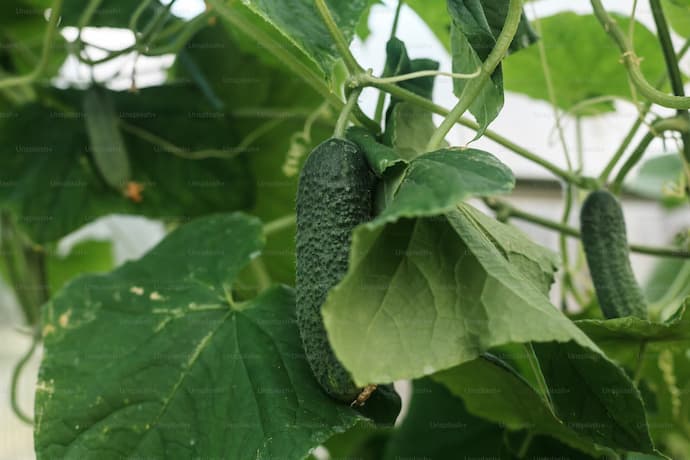 친환경 농법의 시작! 유기농 텃밭을 쉽게 시작하는 방법