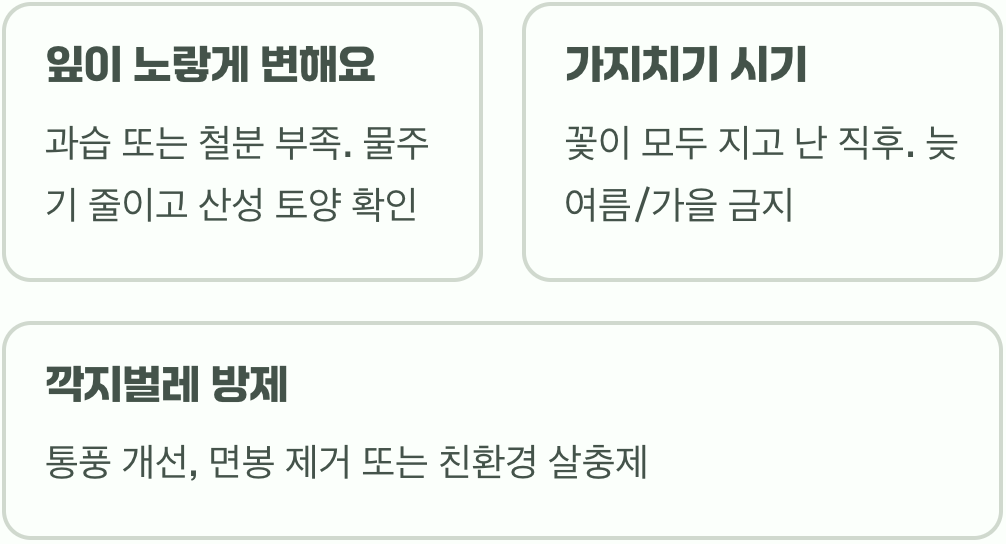 향기의 여왕, 꽃치자나무 키우기 A to Z