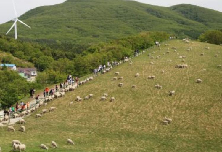 대관령 양떼목장