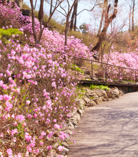 화담숲 예약 모노레일 예약 관람방법