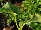 참외 재배 방법