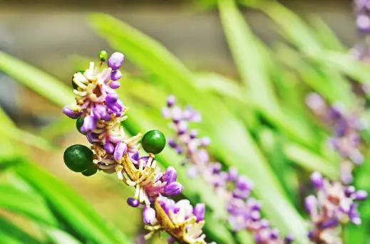 맥문동 효능 및 부작용