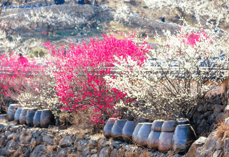 제 23회 광양매화봄꽃 축제 