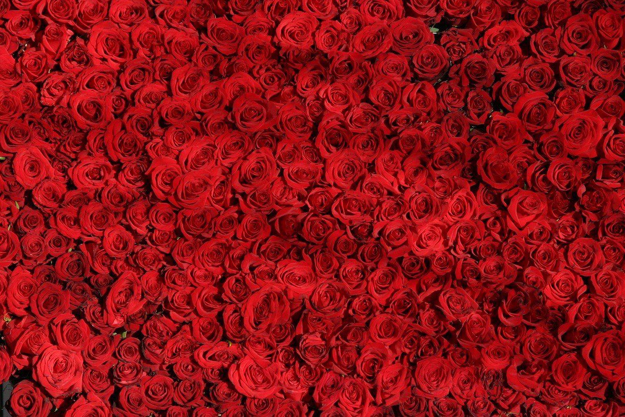 곡성장미축제