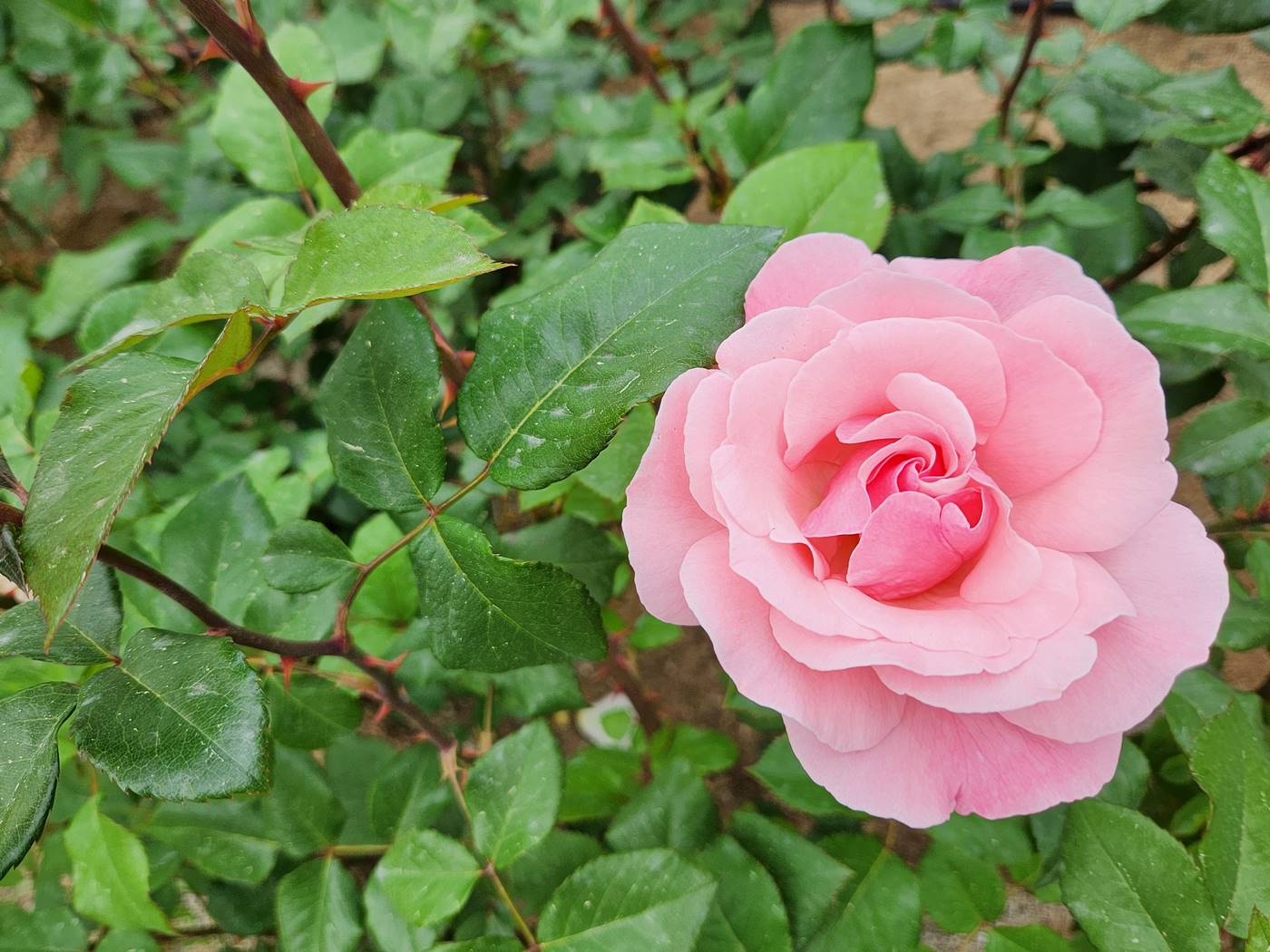 장미 퀸엘리자베스 Queen Elizabeth