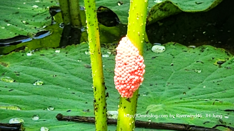 Apple snail eggs