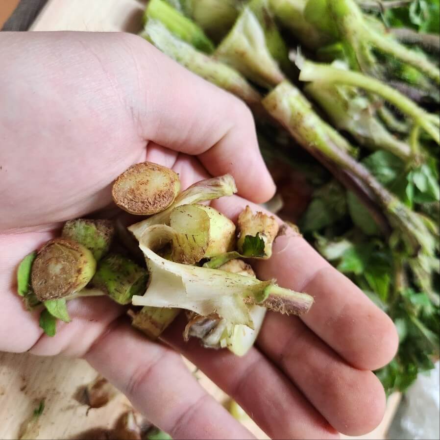 #땅드릅 #땅두릅 #땅두릅데치기 #땅두릅요리 #땅두릅효능 #땅두릅모종 #땅두릅장아찌 #땅두릅손질 #땅두릅전 #땅두릅가격 #땅두릅 참두릅 #땅두릅 재배법 #땅두릅 모종 판매 #땅두릅 종근 판매 #땅두릅 먹는법 #땅두릅 뿌리효능 #땅두릅 효능 #땅두릅 씨앗 파종 #땅두릅 채취시기 #땅두릅 장아찌 만드는법 #땅두릅 열매효능 #땅두릅 모종 #땅두릅 씨앗 #땅두릅 퇴비 #땅두릅 재배