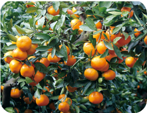 휴애리 프로그램 감귤따기 이미지 출처: 휴애리 홈페이지