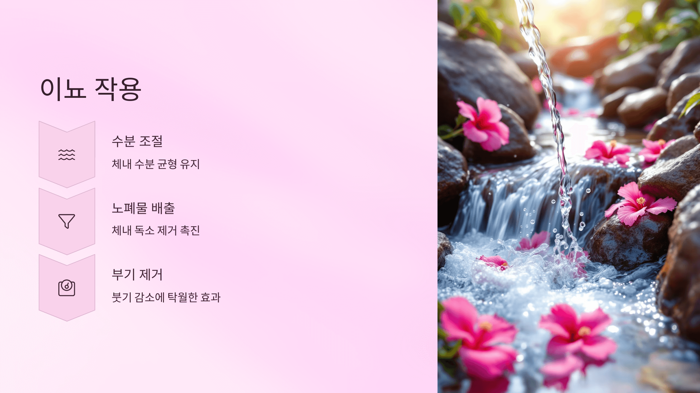 히비스커스 사진입니다.