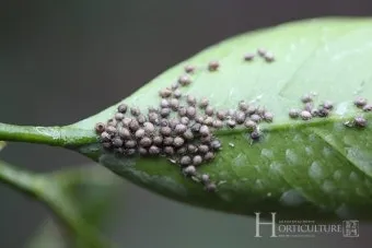 병해충 천적 활용 무당벌레 기생벌 끈끈이트랩 친환경 방제_19