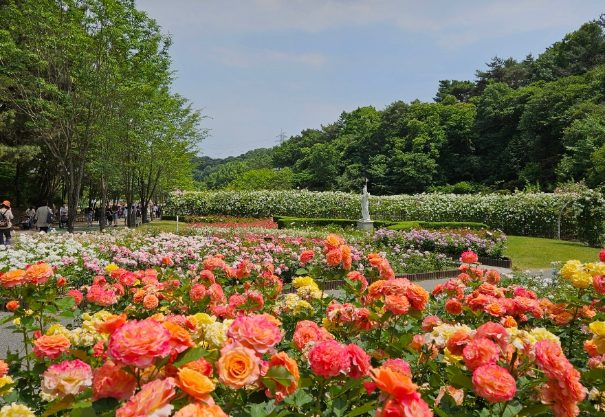 울산대공원 장미원