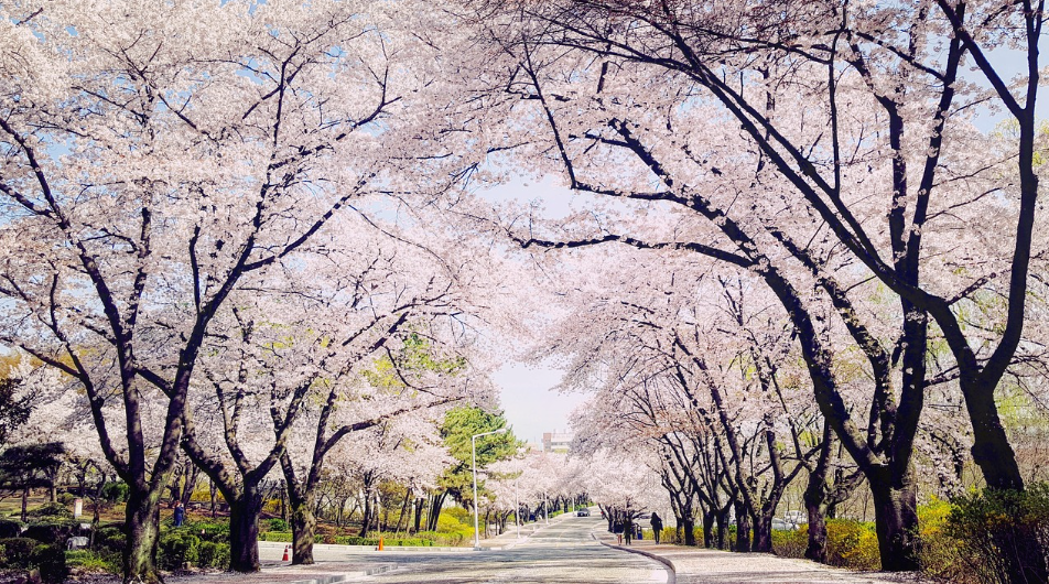 아이들과 떠나는 대구여행 - 대구 벚꽃길