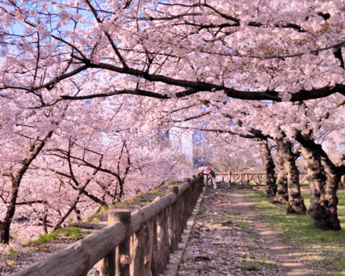 전국 실시간 벚꽃 개화현황 확인하기