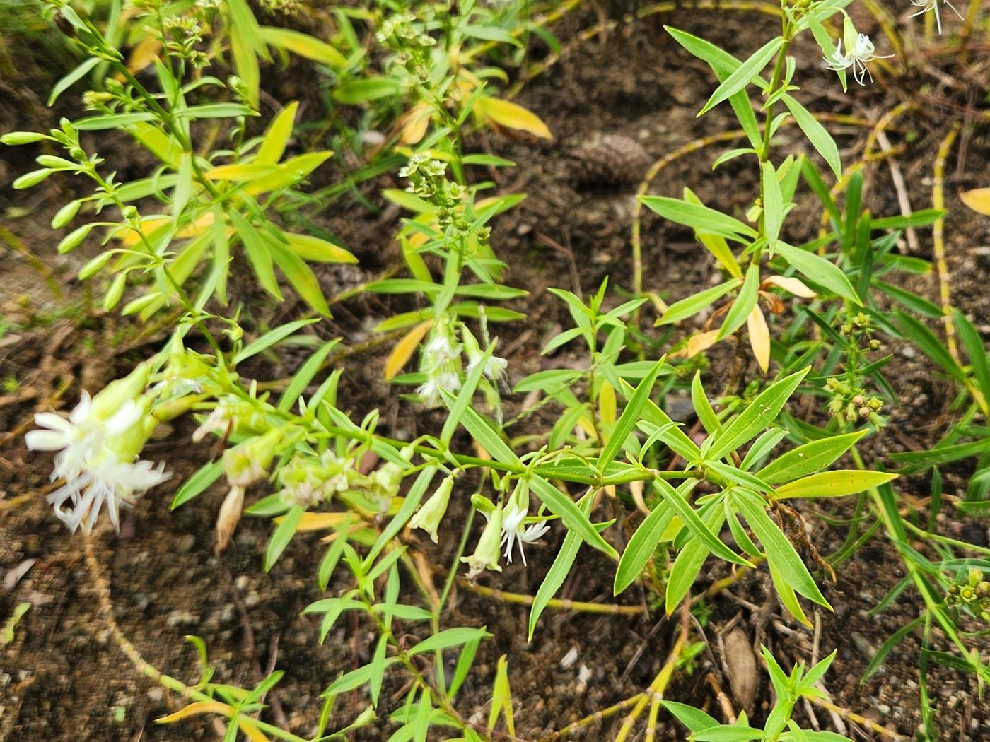 장구채