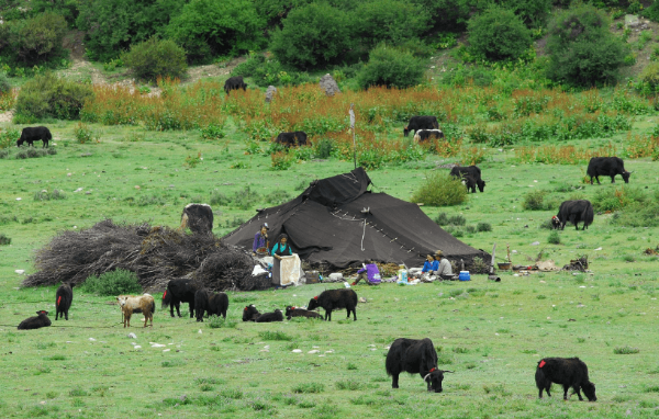 티베트 버터차 전통, 티베트 유목민 텐트와 소