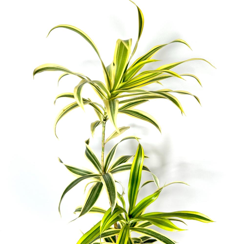 송오브인디아 키우기&amp;#44; 가지치기&amp;#44; 꽃말