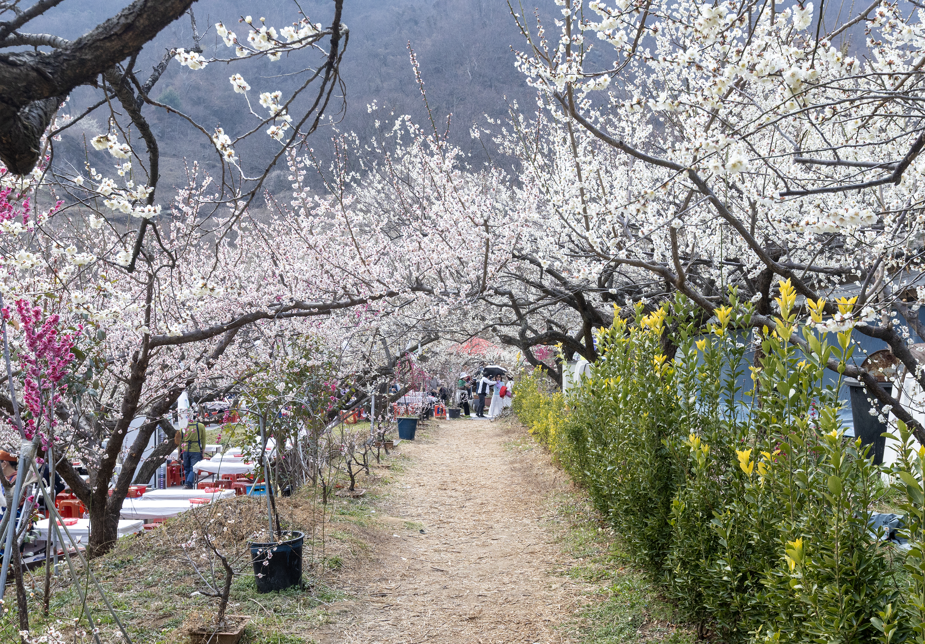 2026 광양 매화축제 매화 터널길 &mdash; 백매화와 홍매화가 이어지는 봄 산책로
