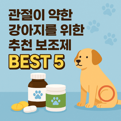 강아지 관절영양제 뭐가 좋을까? 보호자를 위한 선택 가이드