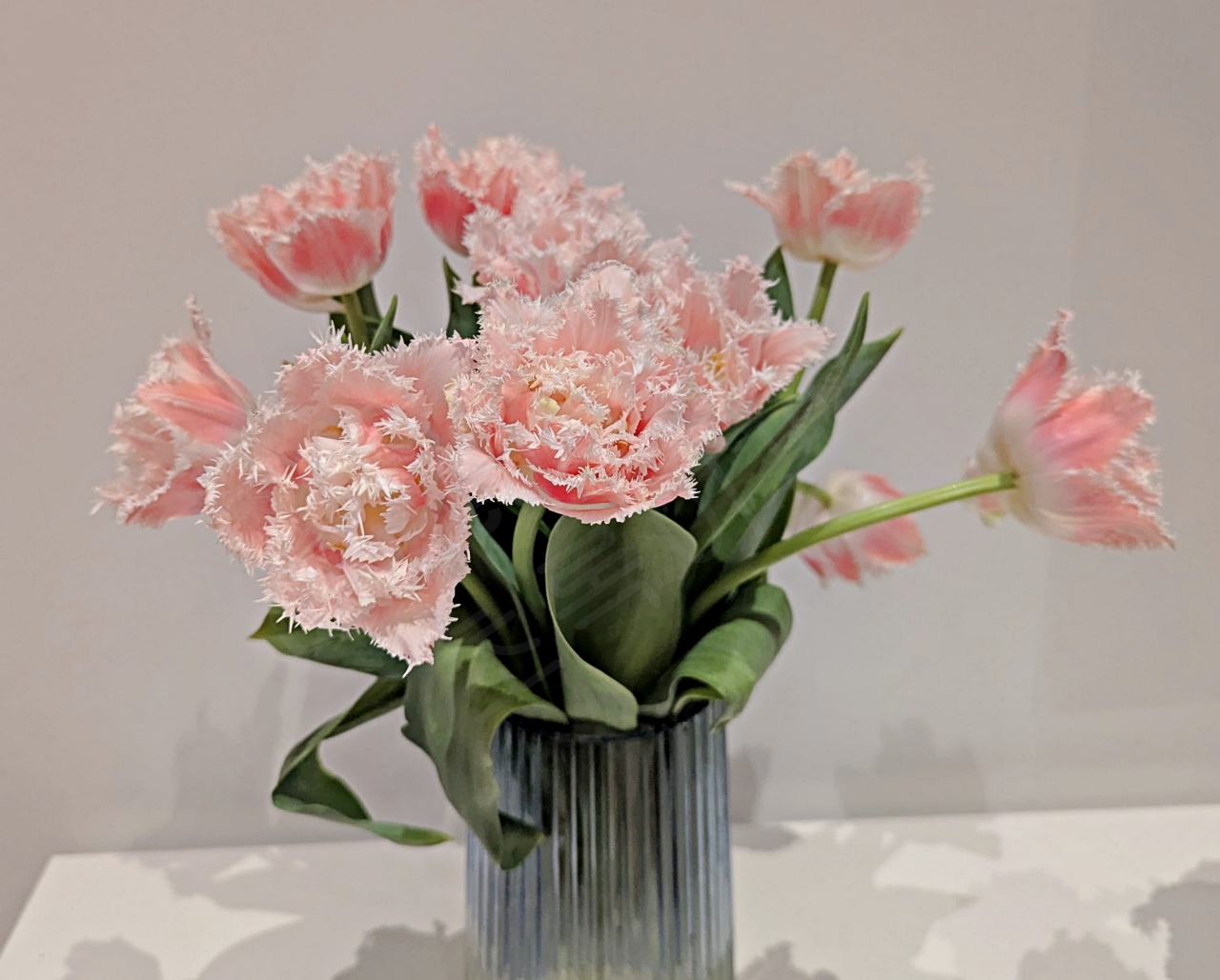 꽃병에 담긴 연분홍색 프린지 튤립