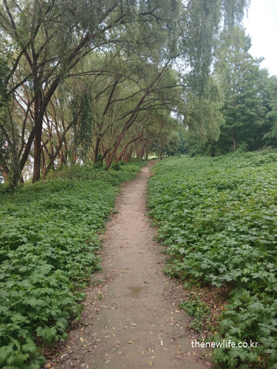 서울 맨발 걷기 좋은 장소 – 푸른 풀숲 사이로 조용히 이어지는 강변 진흙길