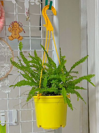 더피고사리 중품