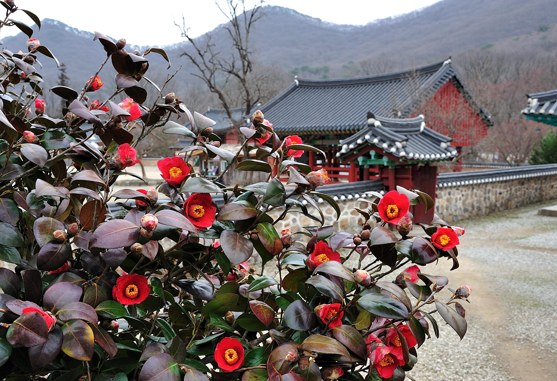 고창-선운사