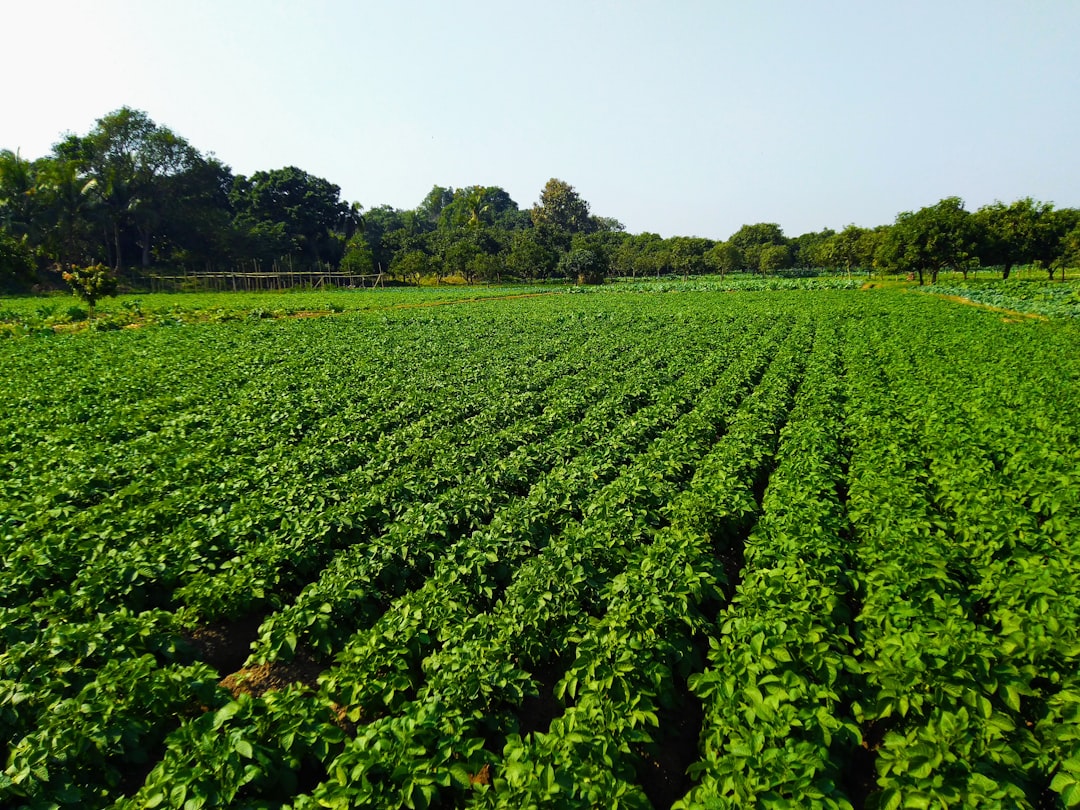 SmartFarm