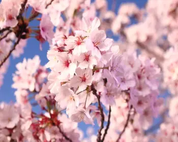벚꽃 개화시기_24