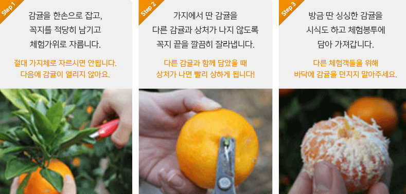 감귤따는 방법