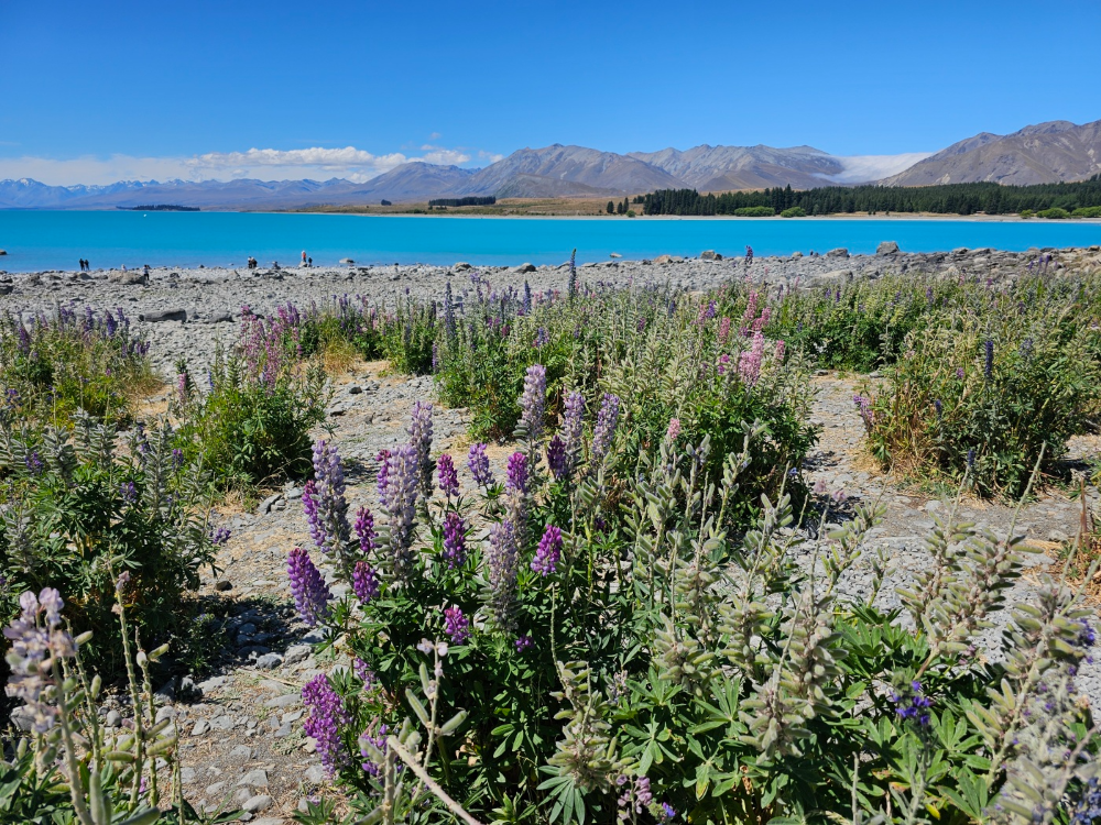 뉴질랜드 테카포 호수
